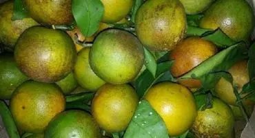 Người bán tiết lộ về Cam Vinh chỉ 5 nghìn đồng/kg