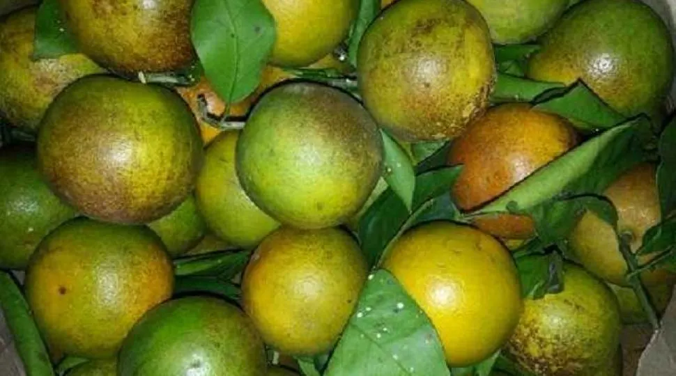Người bán tiết lộ về Cam Vinh chỉ 5 nghìn đồng/kg