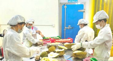 Buôn sầu riêng, lợi nhuận khủng, rủi ro khôn lường
