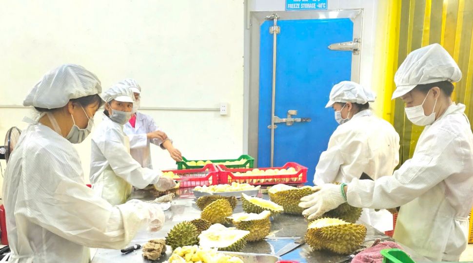 Buôn sầu riêng, lợi nhuận khủng, rủi ro khôn lường